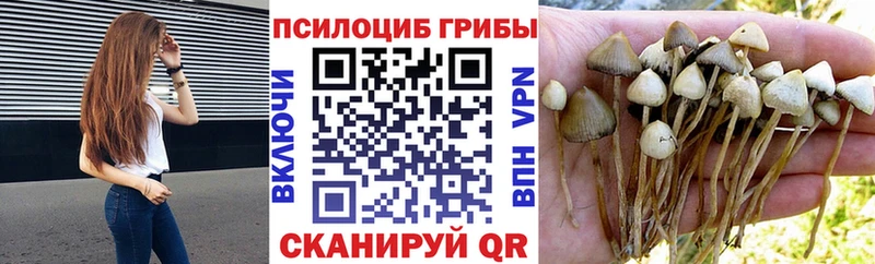 Псилоцибиновые грибы Psilocybine cubensis  Купить закладки  Коркино 